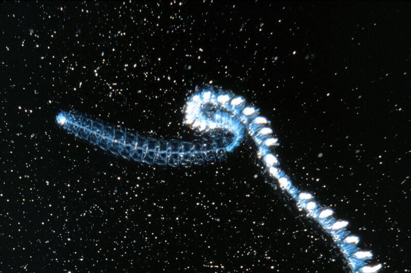 Bioluminescent Worm