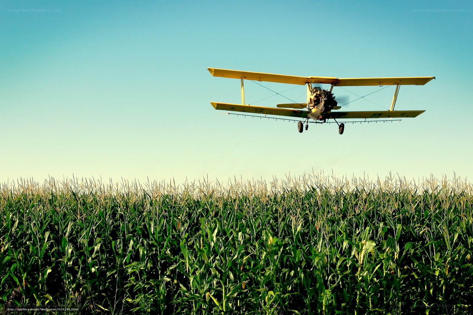 Biplane over cornfield