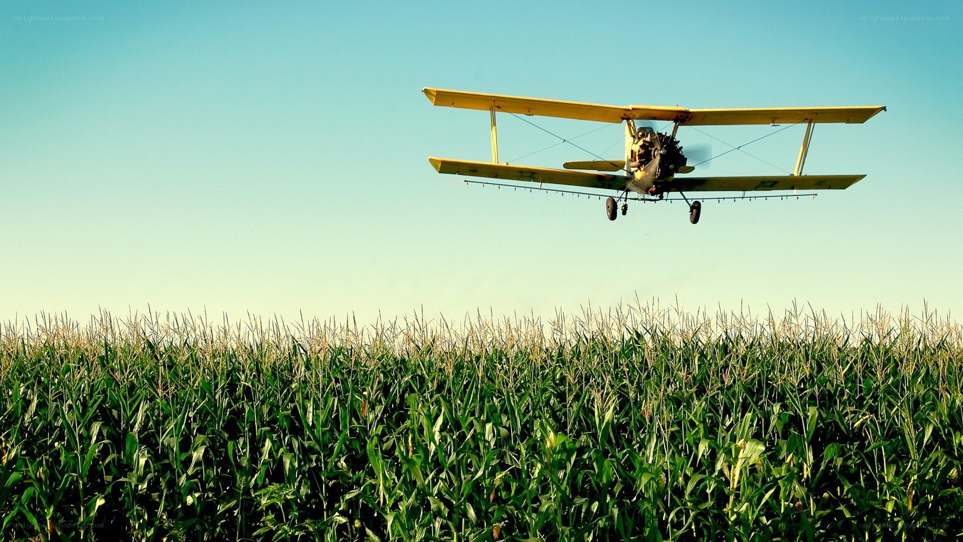 Biplane spraying cornfield