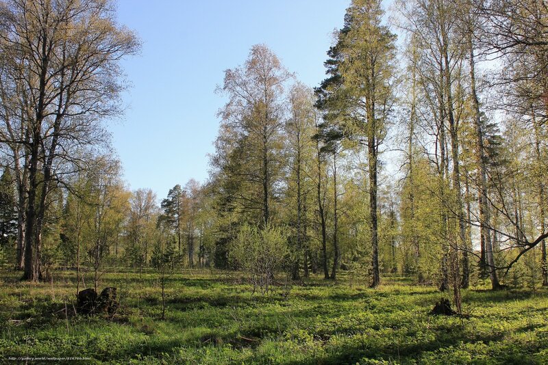 Birch and Pine Forest — Green, Serene, Spring