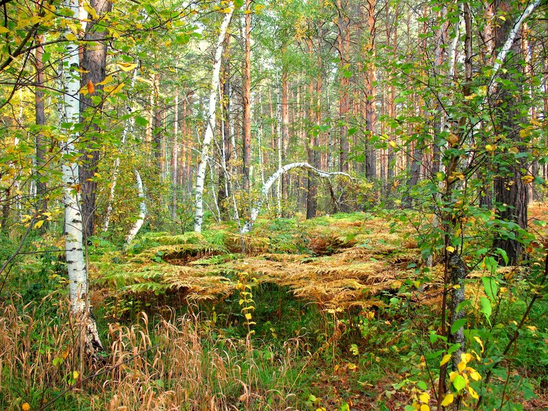 Birch and Pine Forest — Green, Serene