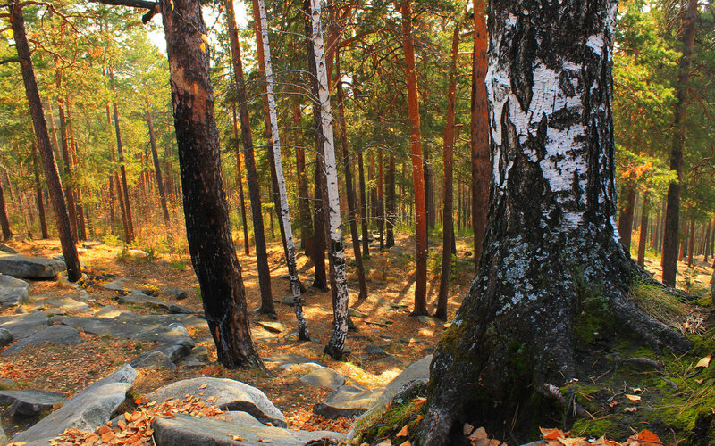 Birch and Pine Forest — Green