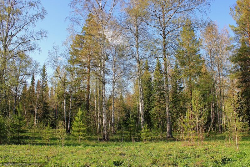 Birch and pine forest