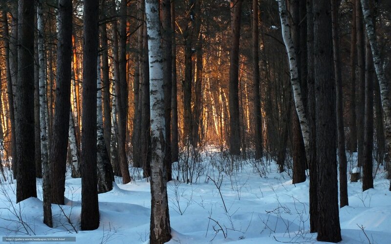Birch and Pine Forest — White, Serene