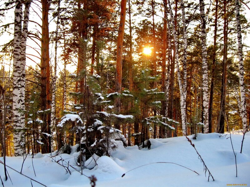Birch and Pine Forest — White