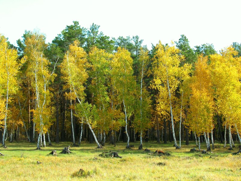Birch and Pine Forest — Yellow