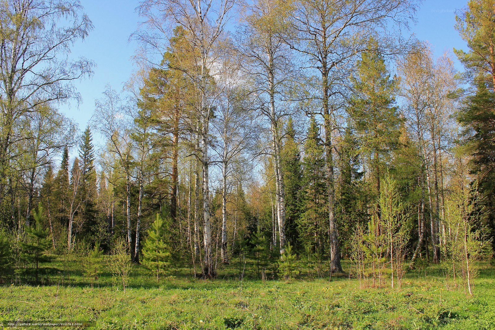 Birch and pine forest