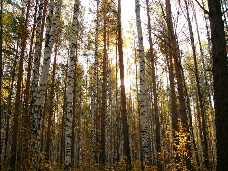 Birch and Pine Trees