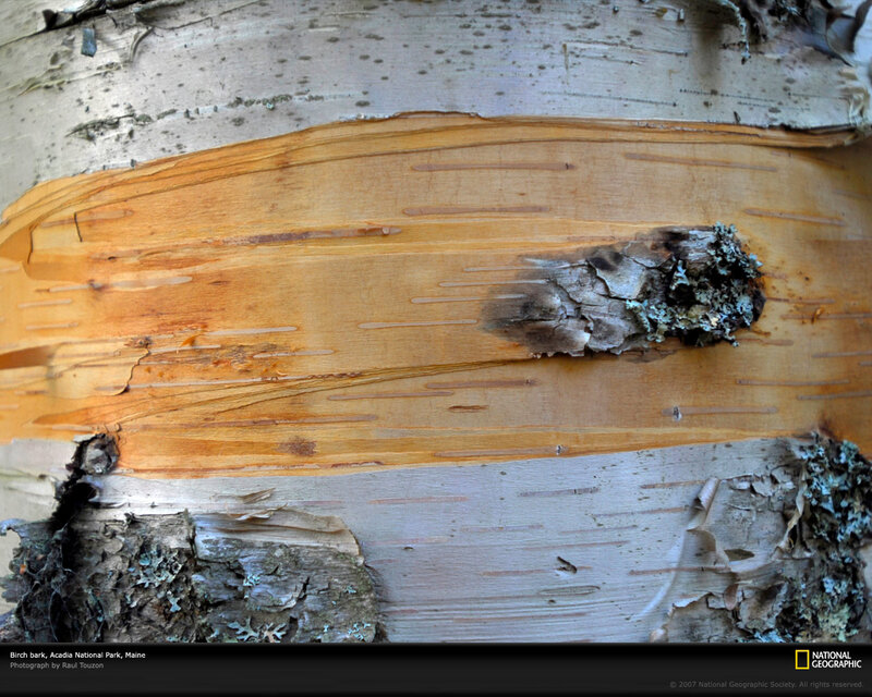 Birch Bark Texture