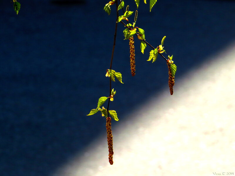 Birch Branch with Catkins — Green, Dramatic