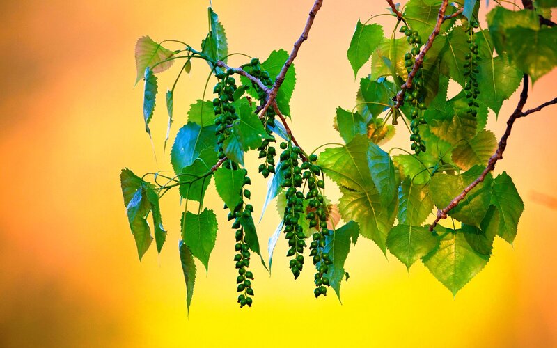 Birch Branch with Catkins — Green