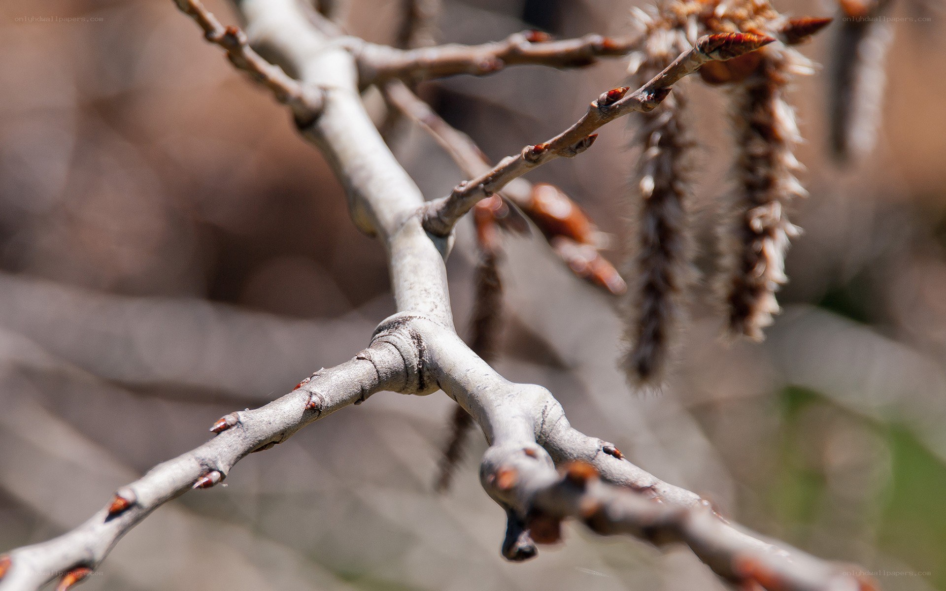 Birch branch with catkins