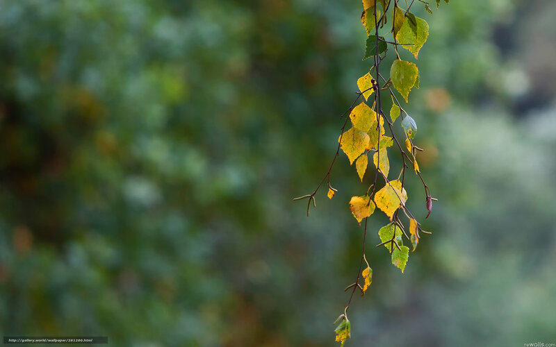 Birch Branch with Leaves — Green