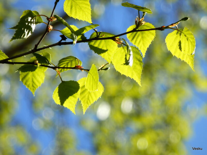Birch Branch with Leaves