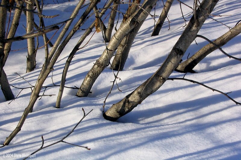 Birch branches in snow