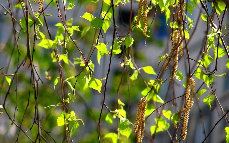 Birch branches with catkins