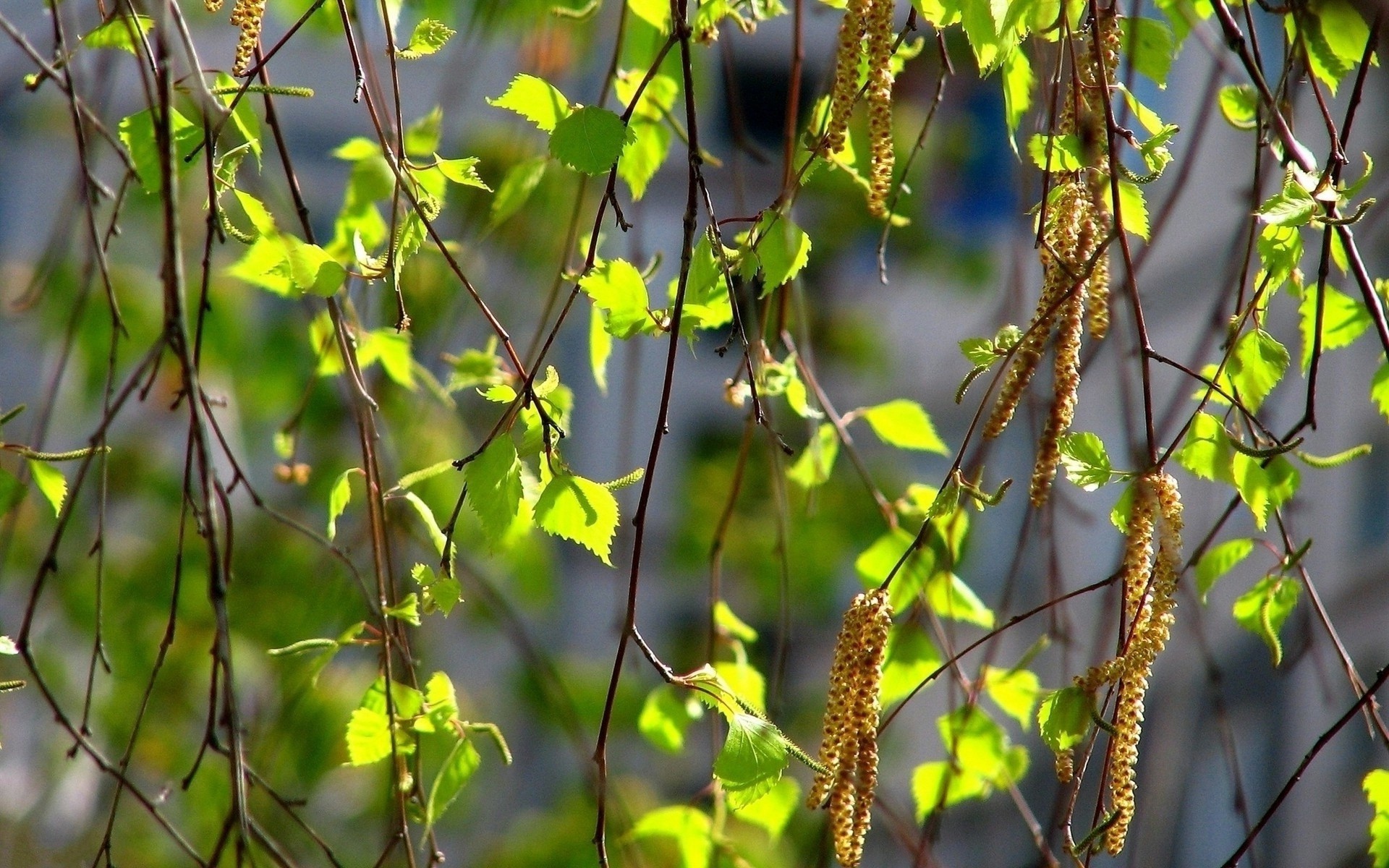 Birch branches with catkins