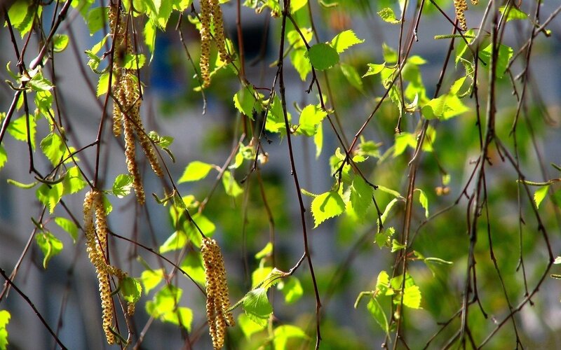 Birch Catkins and Leaves — Green