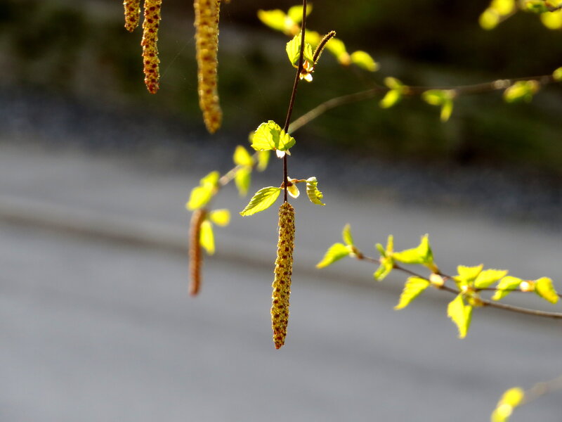 Birch Catkins and Leaves