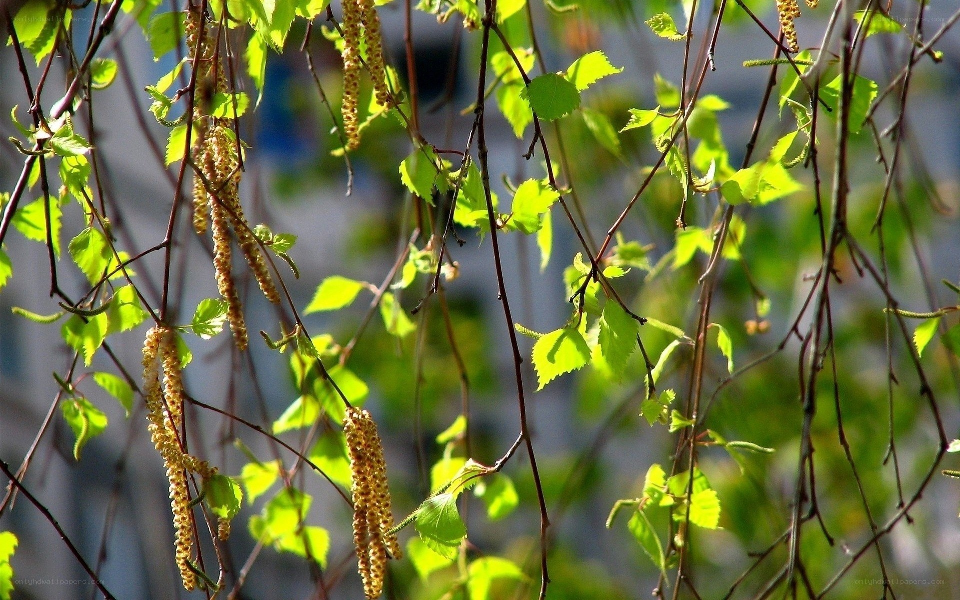 Birch catkins in spring