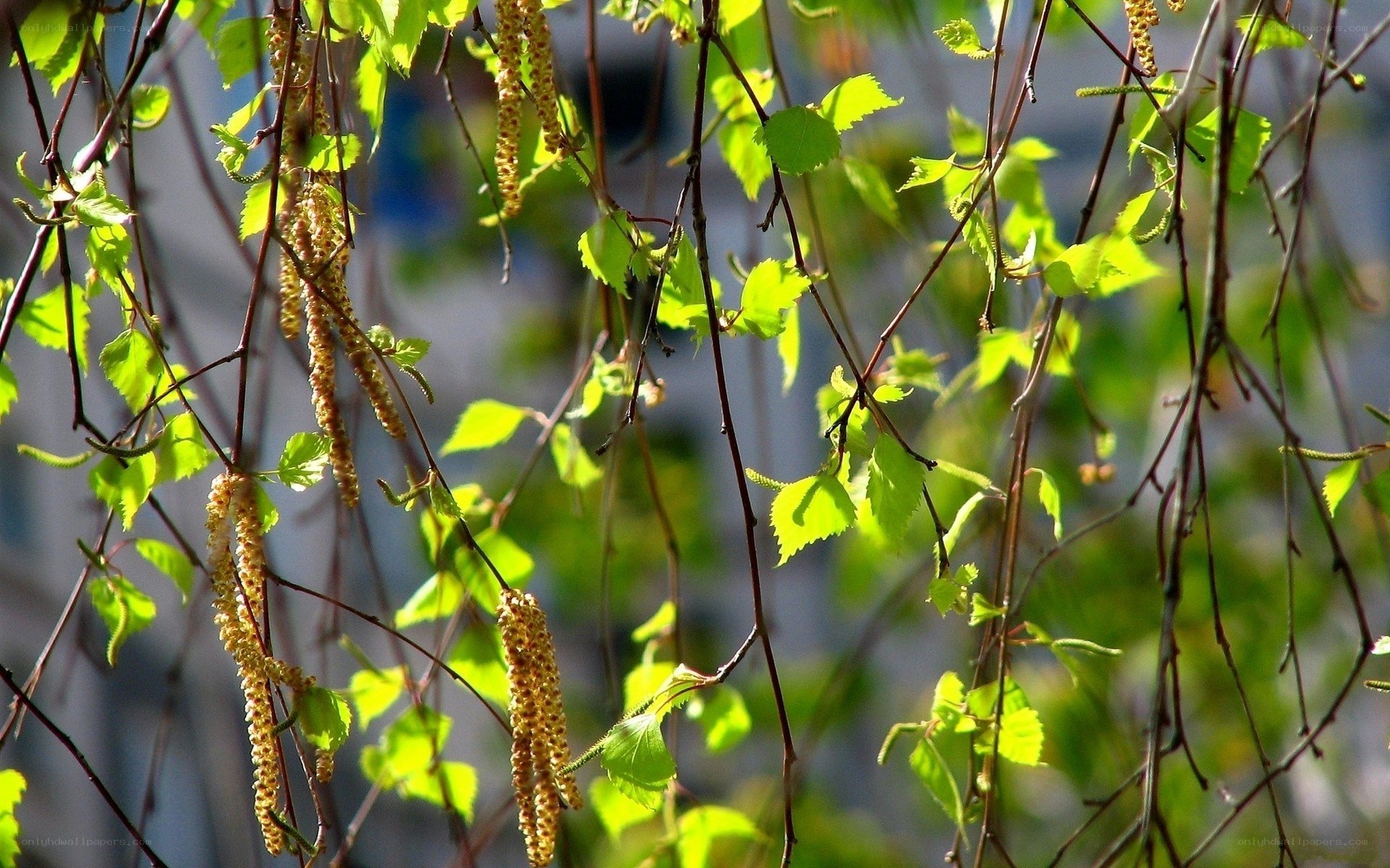 Birch catkins in spring