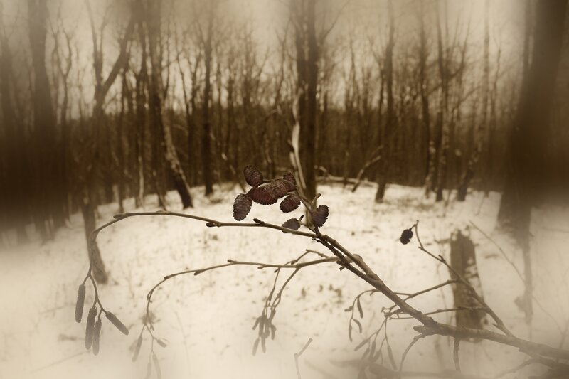 Birch catkins in winter forest