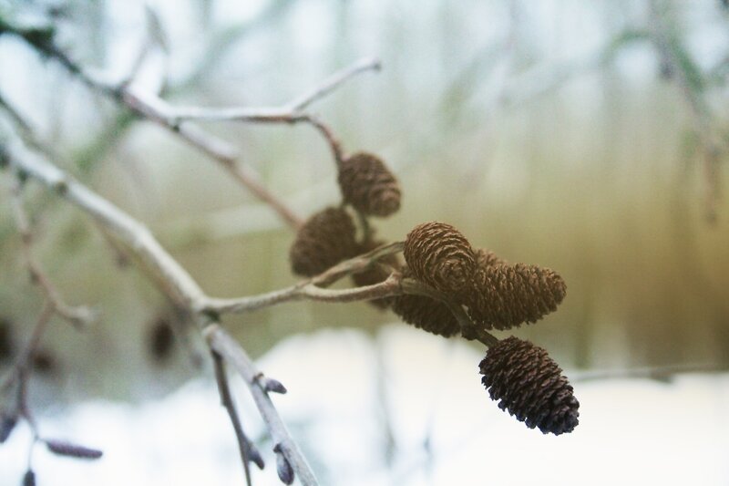 Birch catkins in winter