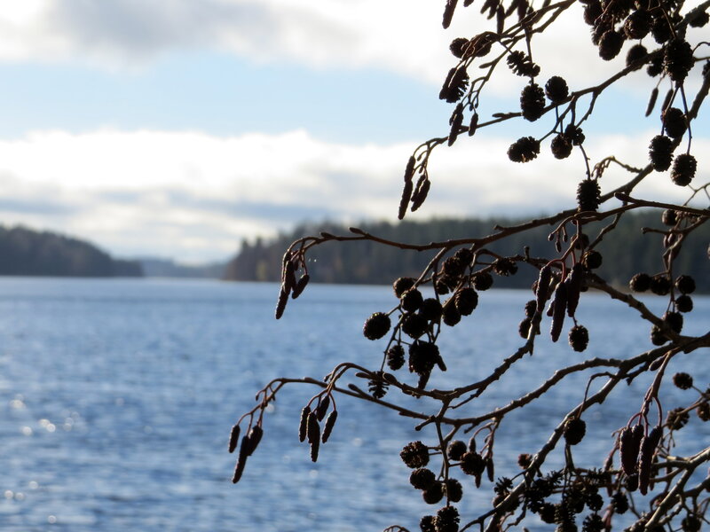 Birch Catkins on Branch