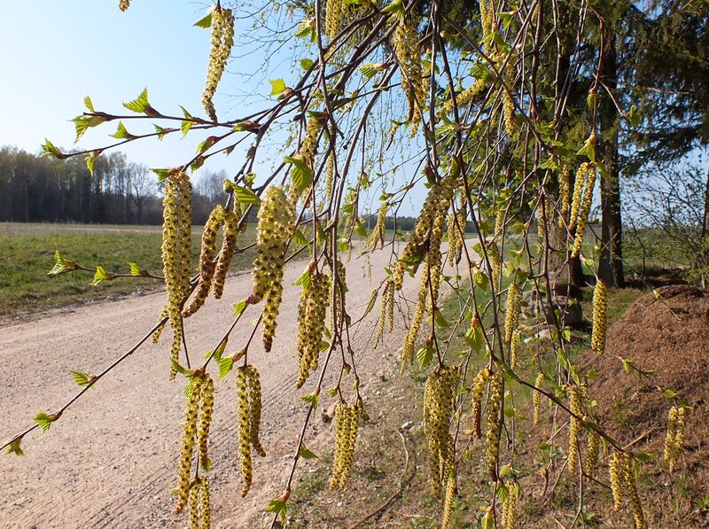 Birch Catkins on Branches — Green