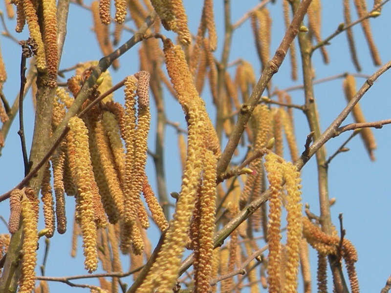 Birch Catkins on Branches