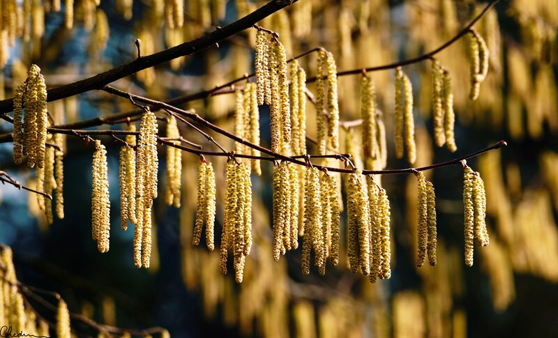 Birch Catkins on Branches — Yellow