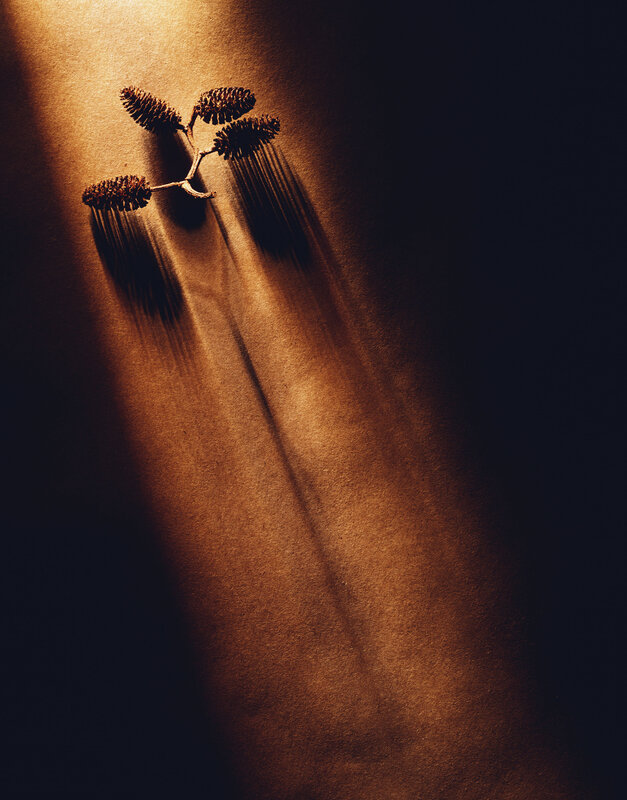 Birch Catkins on Surface — Brown