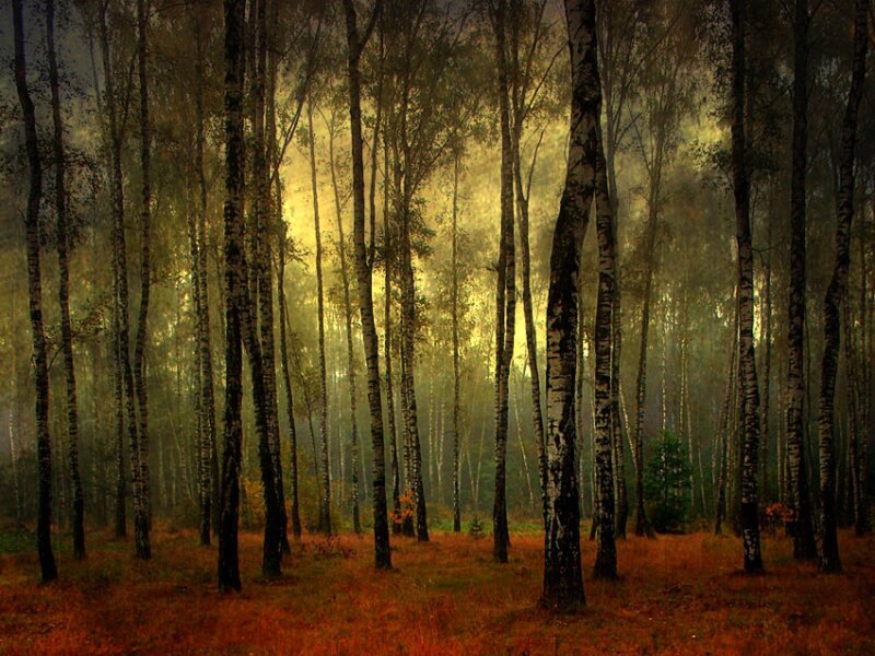 Birch Forest at Dusk