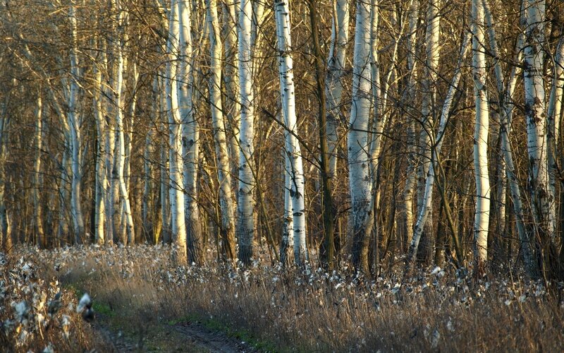 Birch Forest at Dusk — White
