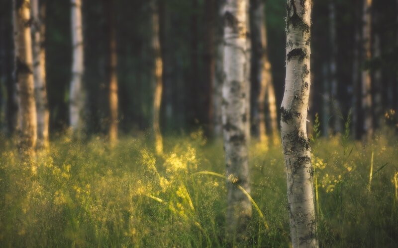 Birch forest at golden hour