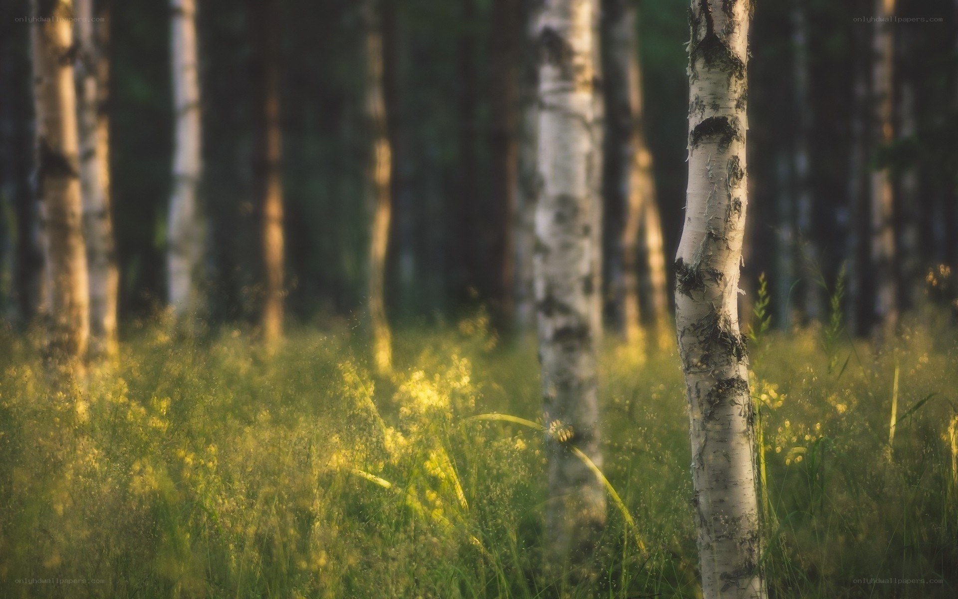 Birch forest at golden hour