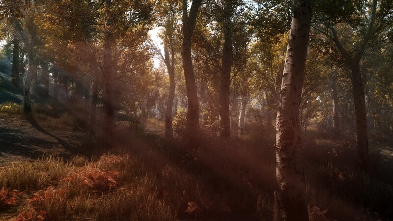 Birch Forest at Sunrise — Brown