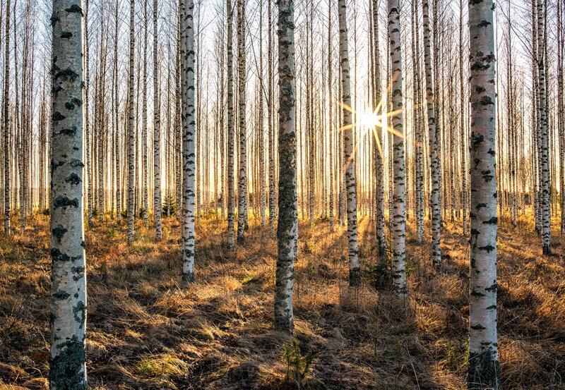 Birch Forest at Sunrise — White