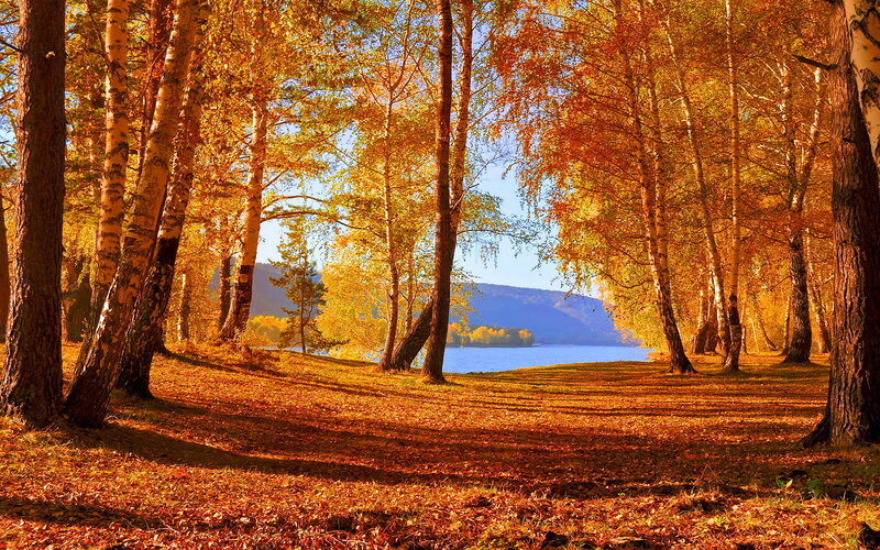 Birch Forest by Lake
