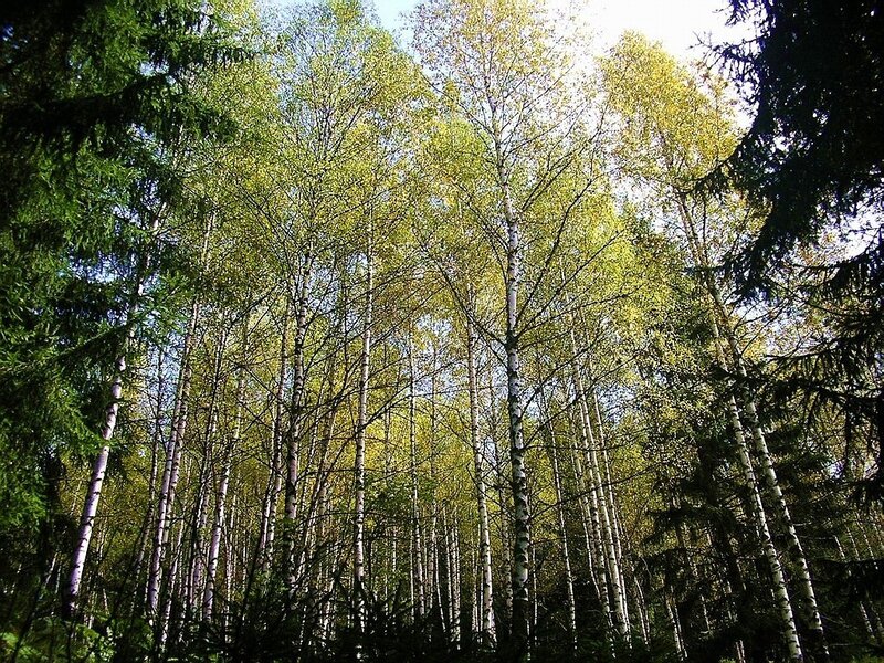 Birch forest canopy