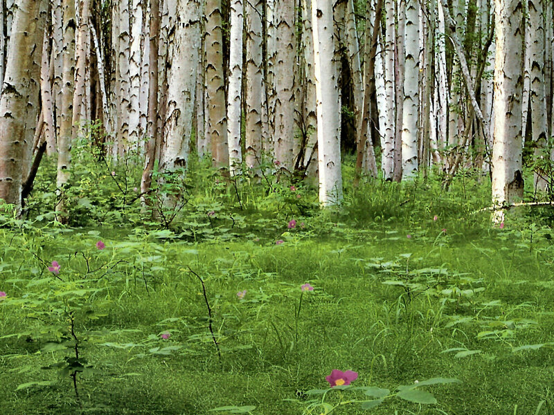 Birch Forest Floor