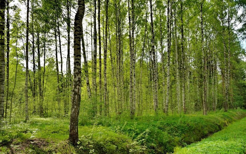 Birch Forest — Green, Serene, Summer