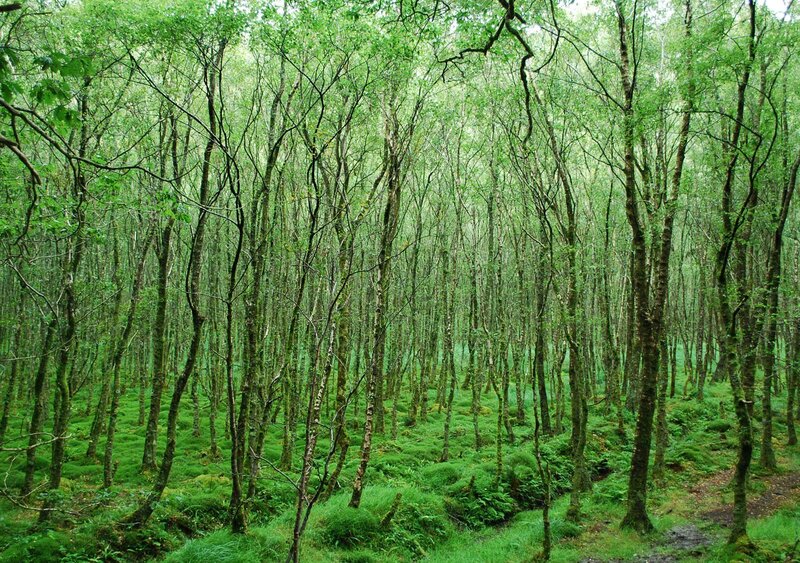 Birch Forest — Green, Serene
