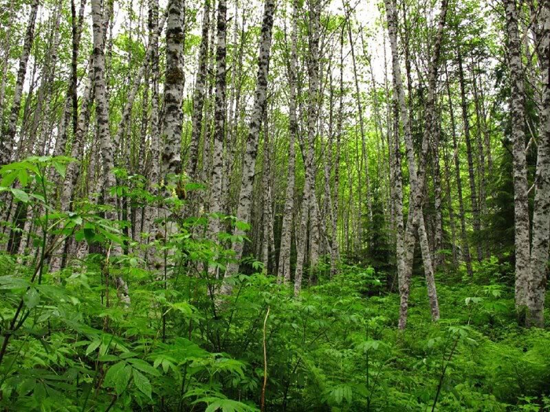 Birch Forest — Green