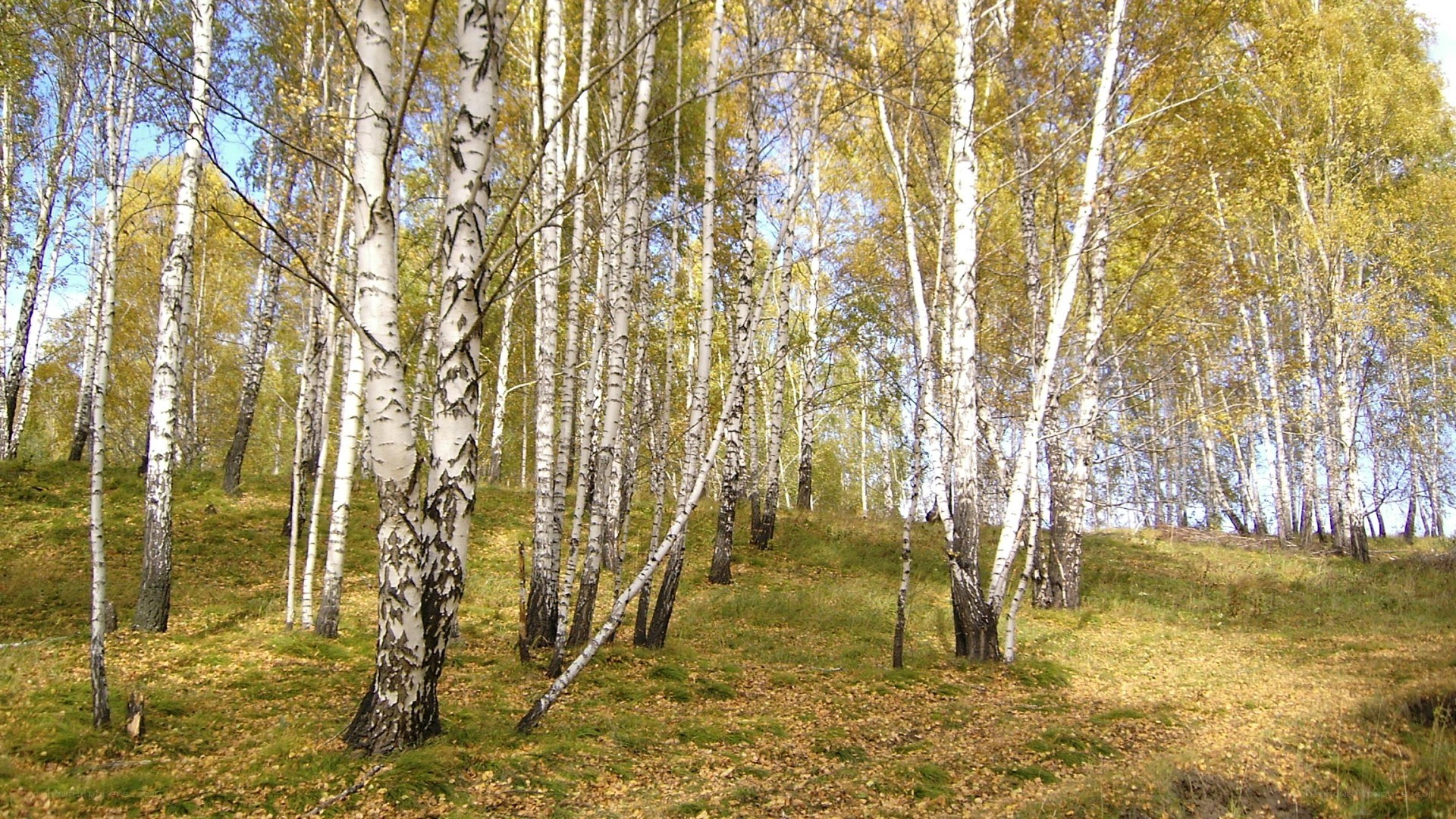 Birch forest in autumn