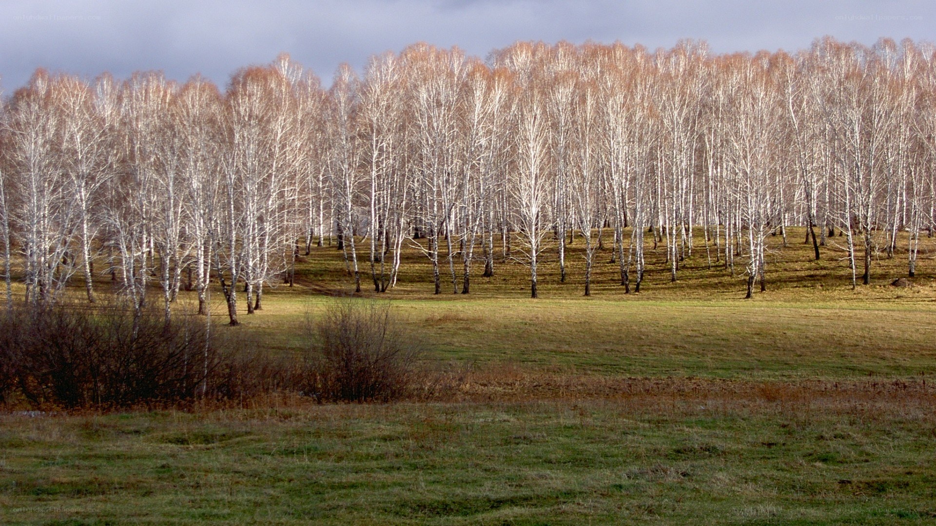 Birch forest in autumn