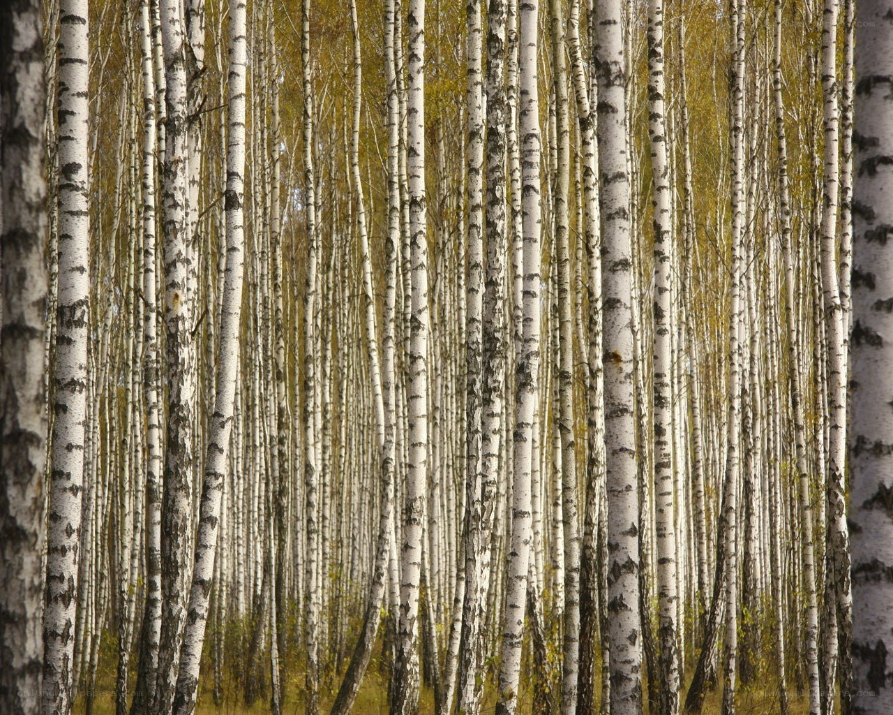 Birch forest in autumn