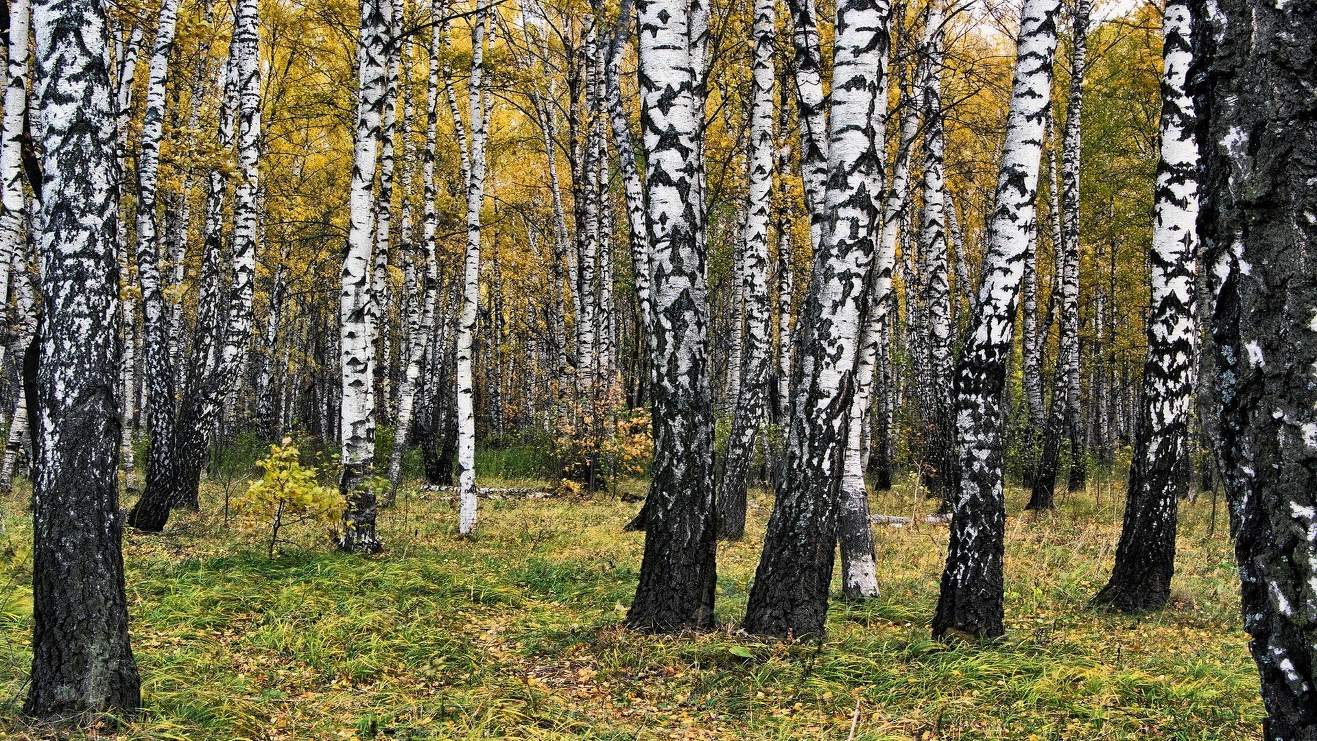 Birch forest in autumn