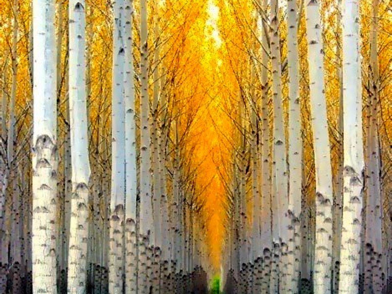 Birch forest in autumn