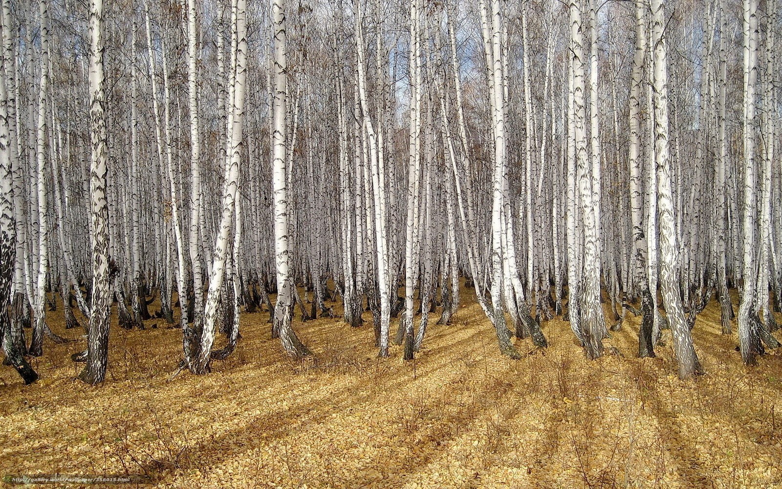 Birch forest in autumn